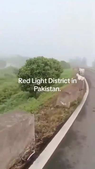 you either bang your cousin or your goat