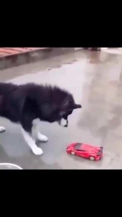 Transformer transforming in front of the dog 