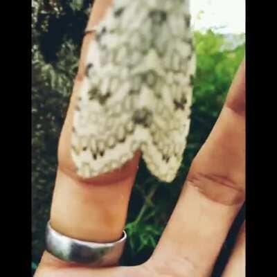 🔥 This moth ran out of ink 🔥