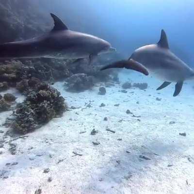 My First Dolphin Encounter!
