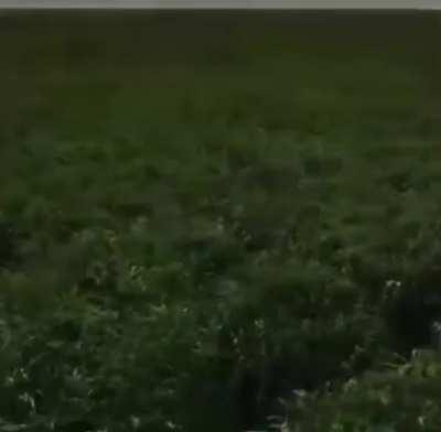 Discord mods hate this video the most