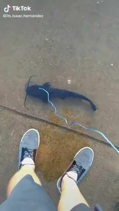 Taking the pet catfish out for a walk