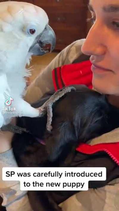 A birdly display of affection