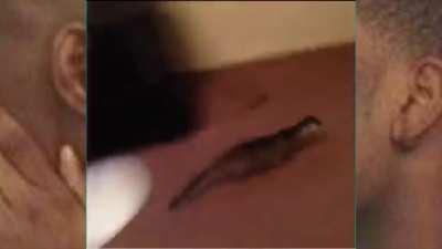 Classic vine compilation