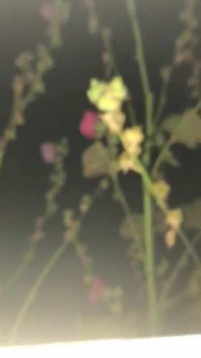 Cursed_CryingChildAnimal