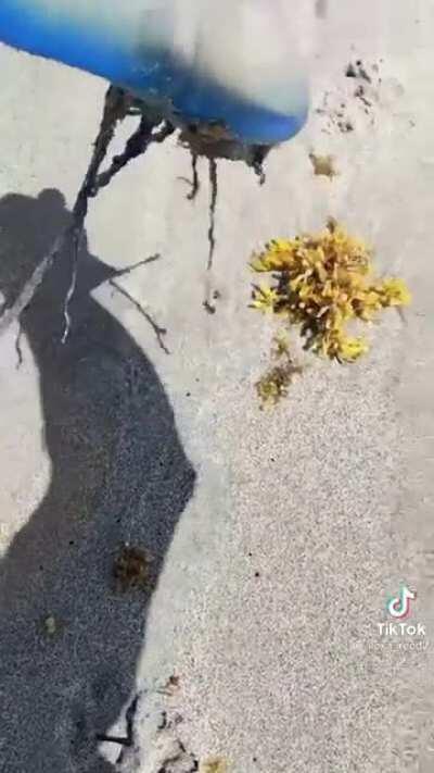 dude picks up Man ‘o War and licks it. (Also the guy who ate the spider and wasp nest)