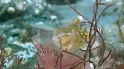 Pacific spiny lumpsucker lifting off for a swim