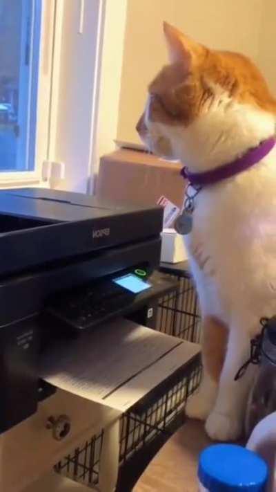 Cats really be scared of everything 😭😭😭