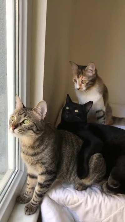 They're communicating with the birds outside