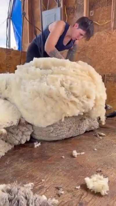 Removing 23 pounds of wool from an overgrown sheep
