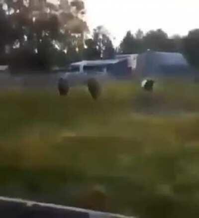 o titulo foi comprar bolo