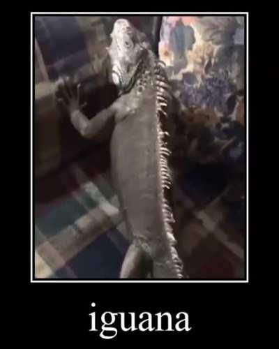 IGUANA 😀