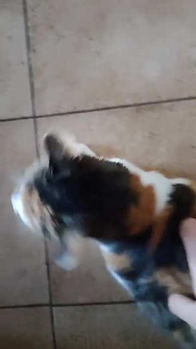 She's Macchietta, my sweet sweet 20 years old cute lady. She's deaf so practically every times you toucher she makes this sound.