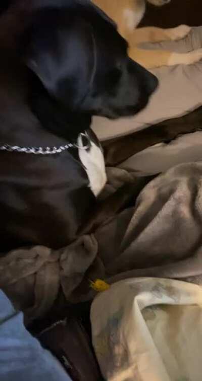 Kitty doesn’t want to be friends after all.