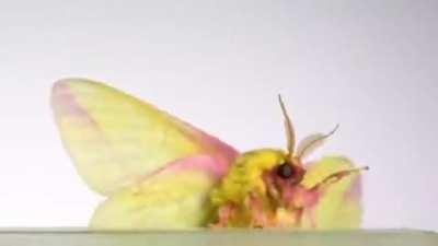 This Fat Fluffy Moth taking off in Slow Motion