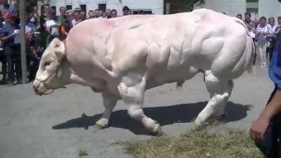 This Bull