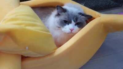 I couldn't find him for ages...