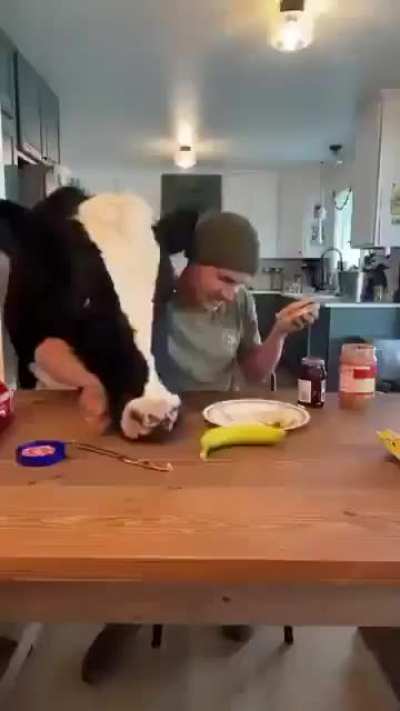 MC wants to eat everything from human