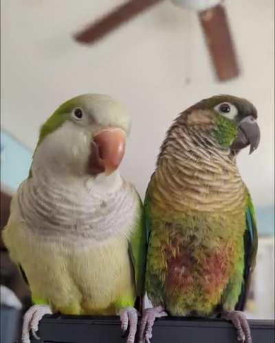 Random chicken conversations with Pablo and Merlin