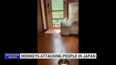 Monkeys have Declared War!