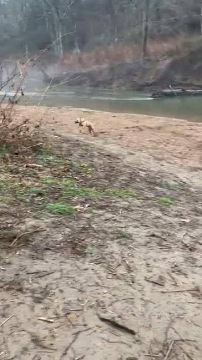 Heckin crazy good boy loves zooming at the creek on our walks. 80+ lbs, almost a year old, and 110% puppy!