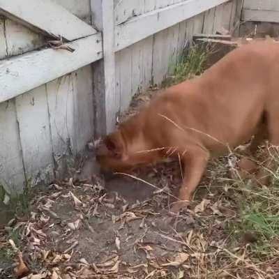 Yummy soil bread marinade.