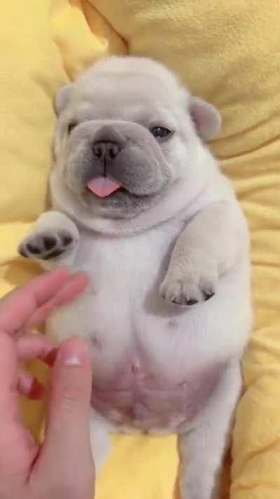 This dog baby, wants you to pet him and give him hugs.