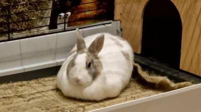 It's 1 am and I can't sleep, but Bobo just loafed