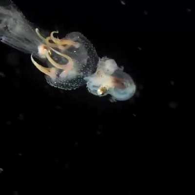 🔥 Curious case of phoresis, where an octopus rides a jellyfish and uses it as a way of transportation