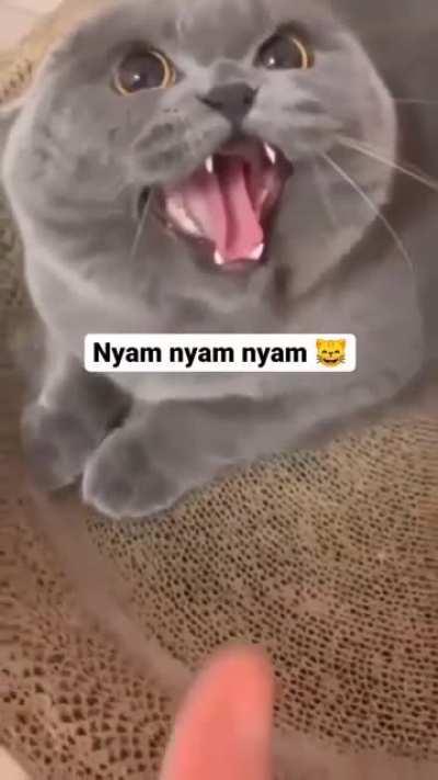 This kitty is here to make your day nyam nyam nyam.