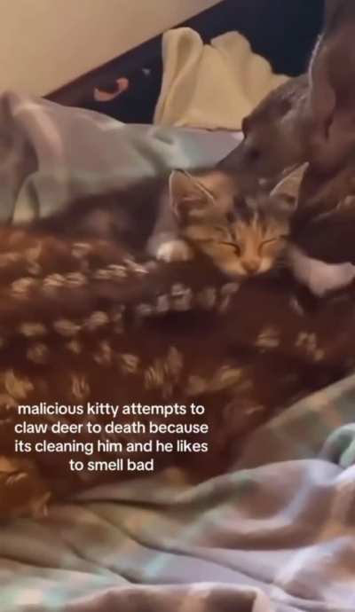 SMELLY wunk attempts to MUTALATE innocent deer for attempting to CLEAN him!
