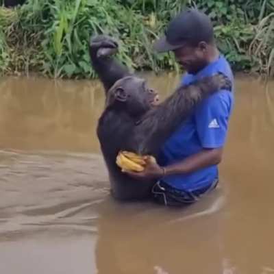 Chimp’s reaction to seeing a careraker, one who rescued and cared for him years ago.. 🥺