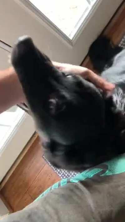 I’m dog sitting Tinley this weekend, I think she missed me