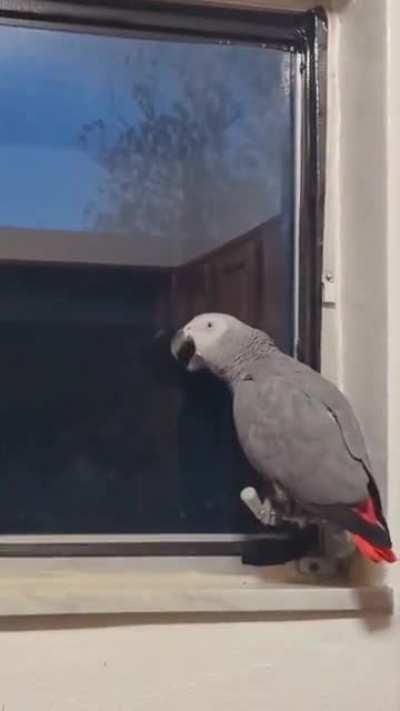 the bird have seen some stuff