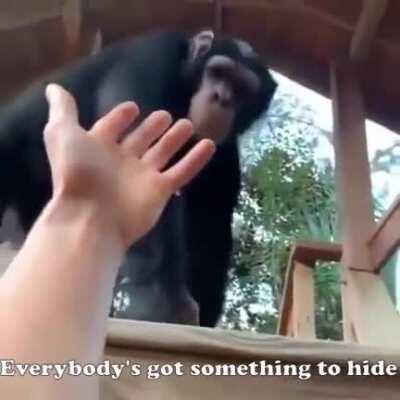 Everybody&rsquo;s Got Something to Hide Except Me and My Monkey
