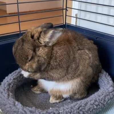 Obi prepping for his afternoon nap