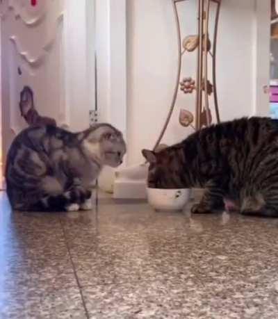 When you only have one bowl for two