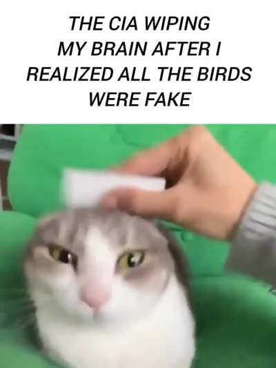 Losercity non-furry meme