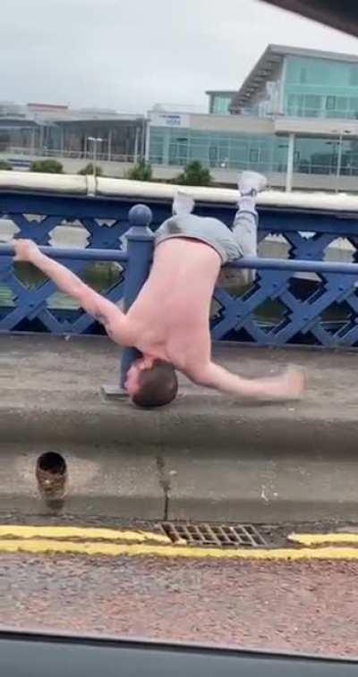 A wild spicehead spotted in Belfast