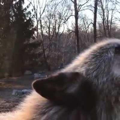 Wolfies howling (empow.io)