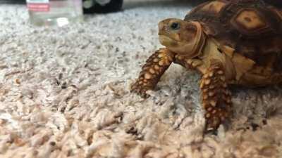 Baby tortoise eating balls
