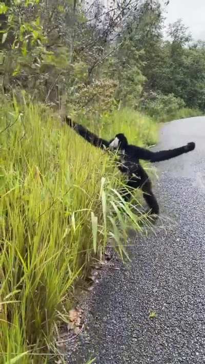 Monke sees grapes, Moke happy