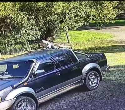 In Australia a man got into a fight with a kangaroo.