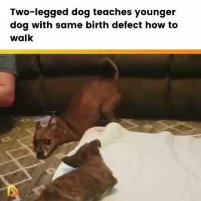 2 legged dog teaches younger dog with same birth defect how to walk