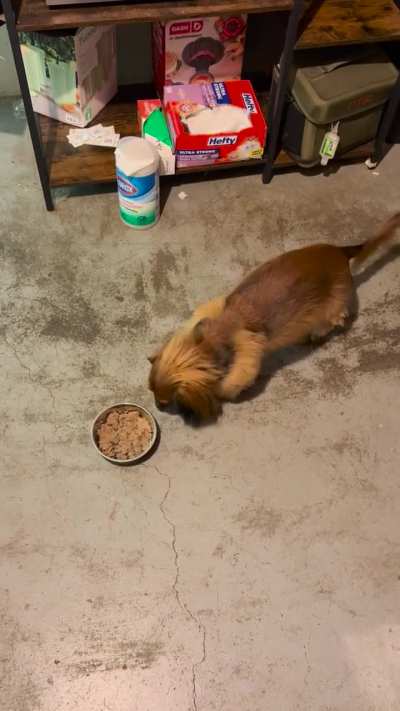 Dachshund diagnosed with pancreatitis. What do I feed him now??