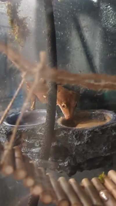 Caught peaches eating her dinner!