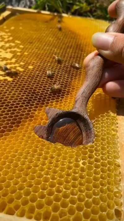 Scooping a ladle full of honey from the honeycomb