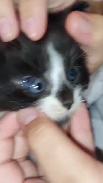 Cat with a third eyeball