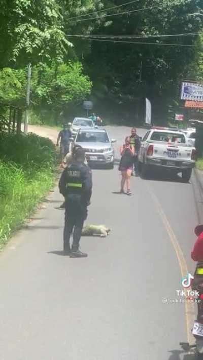 Police watching over a sloth crossing the street