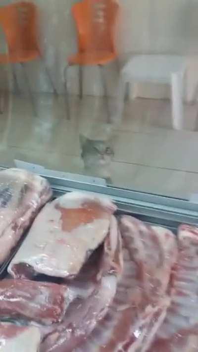 A cat comes to a butcher's shop for breakfast in Turkey